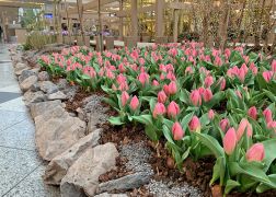 Fruehling In Der Goethe Galerie Jena 000019